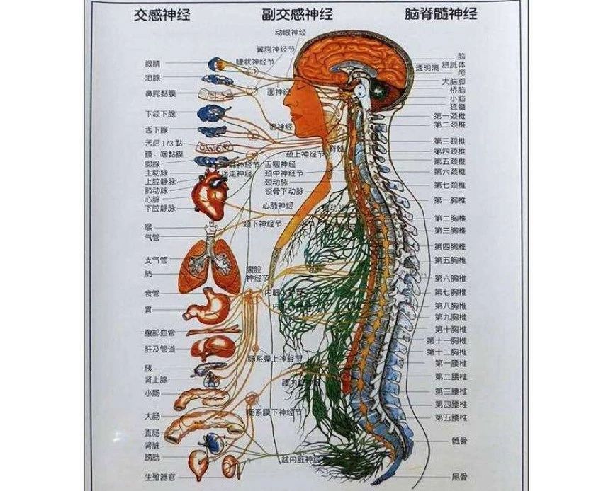 干细胞—人体八大系统的守护者