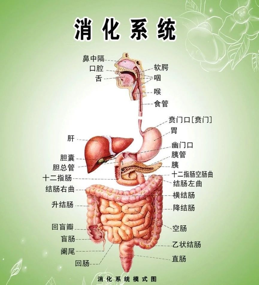 干细胞—人体八大系统的守护者